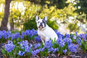 french bulldog poses at Gage Park in Hamilton, ON