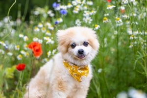 dog poses among flowers in Dundas, ON
