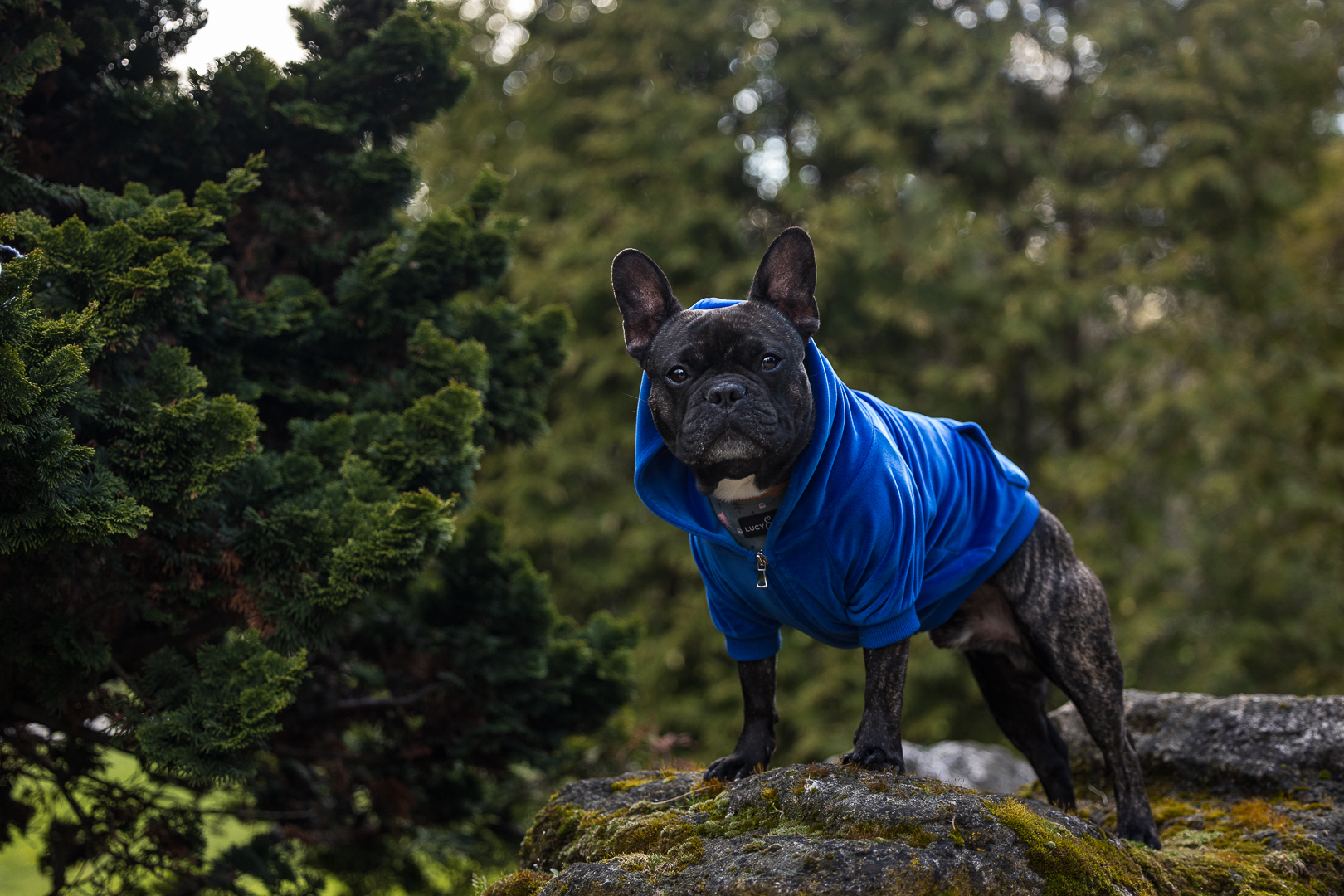 French bulldog at Gairloch Gardens French Bulldog at Gairloch Gardens in Oakville Ontario