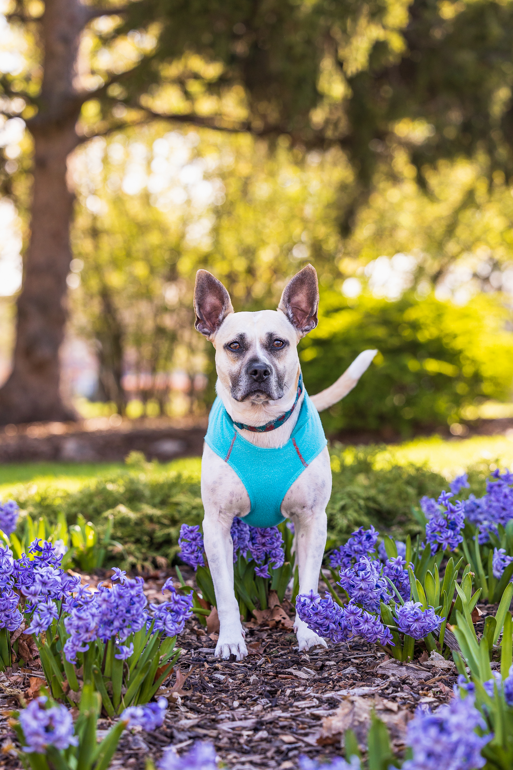 Rescue Dog Hamilton, Ontario The rescue dog poses beautifully at Gage Park in Hamilton, Ontario