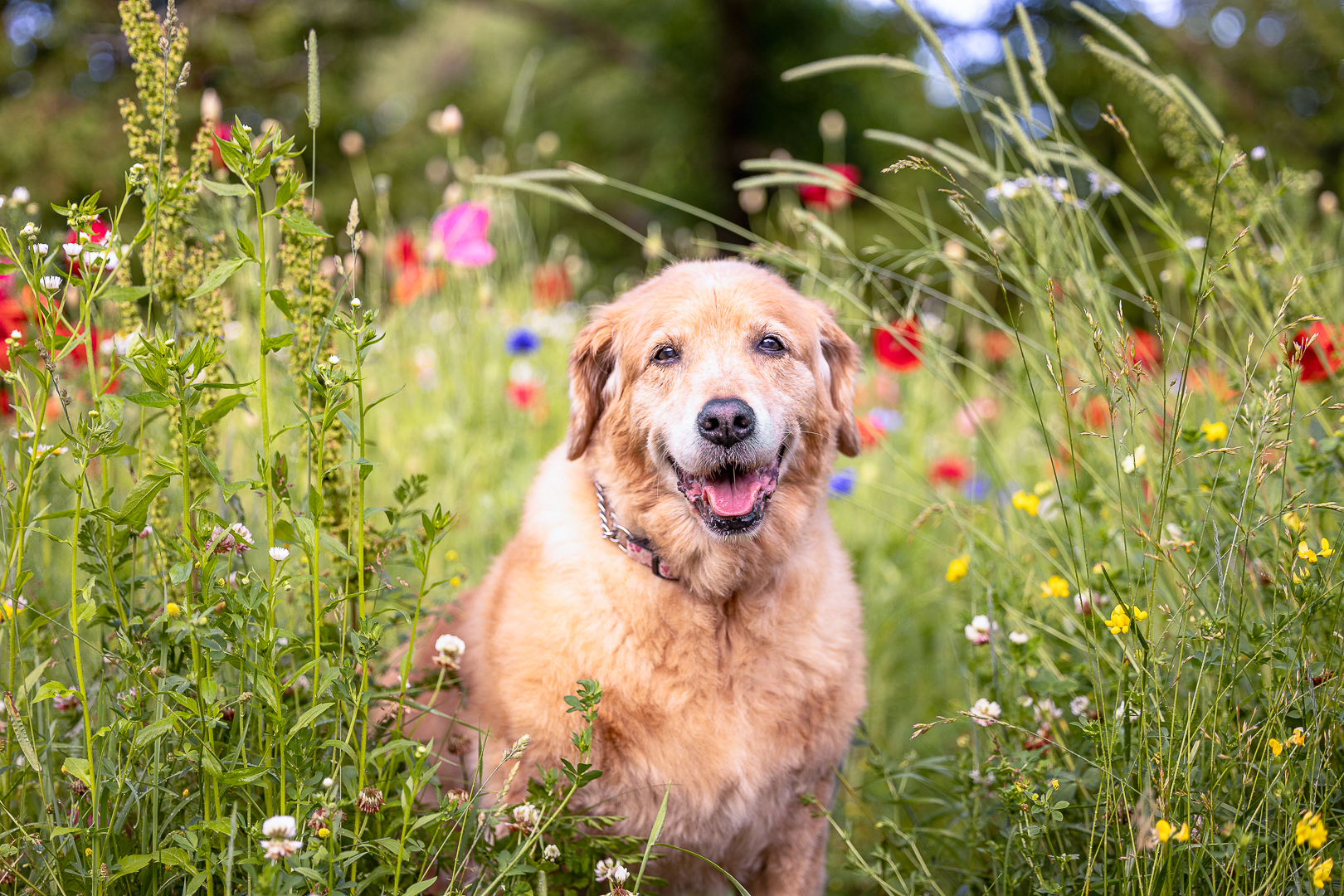 Golden Retriever at All Who Wander Flower Farm in Dundas, Ontario