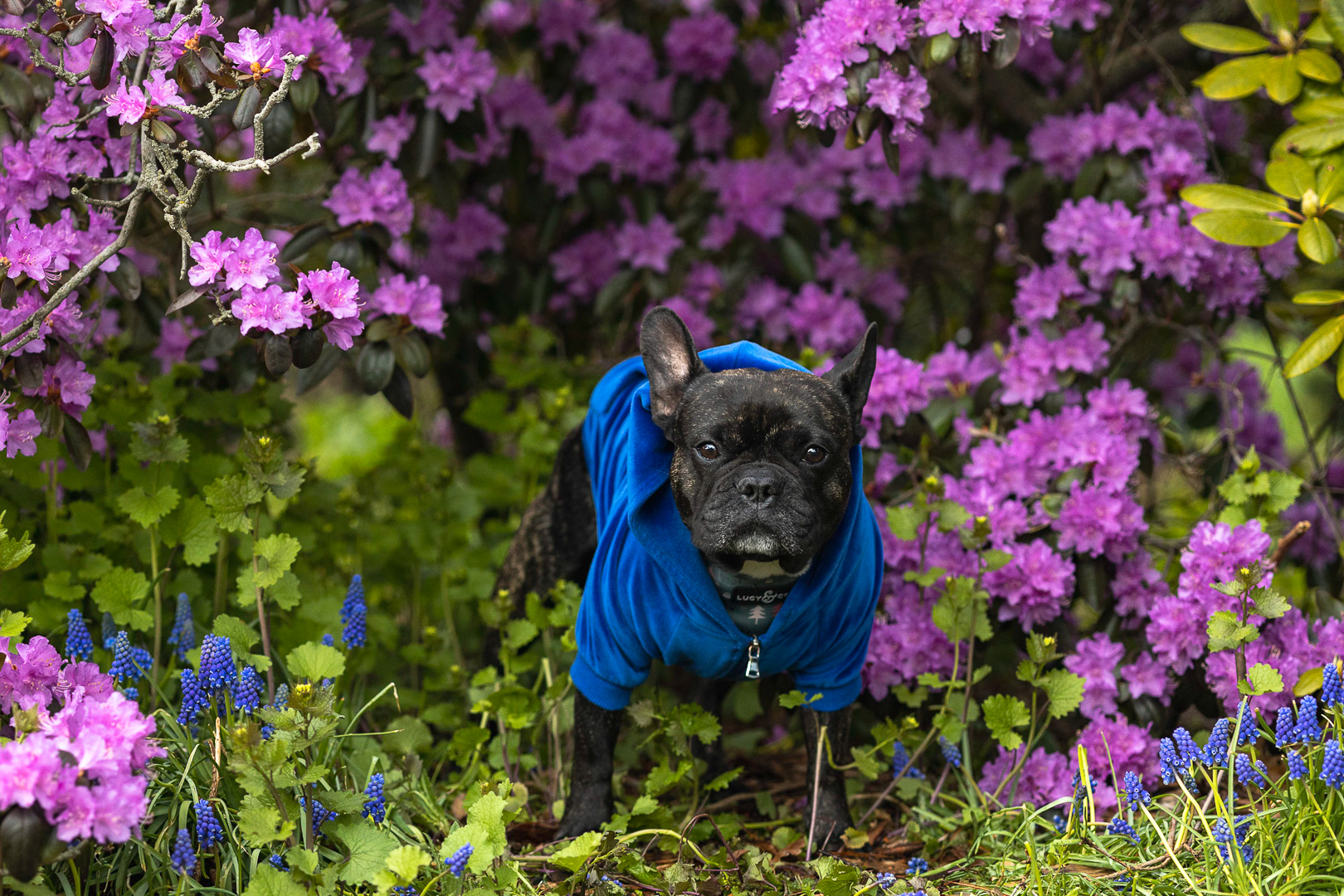 french bulldog posing in Oakville