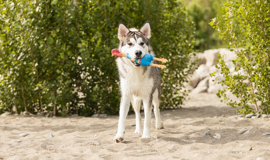 Husky, enjoying himself at the Hutches Beach