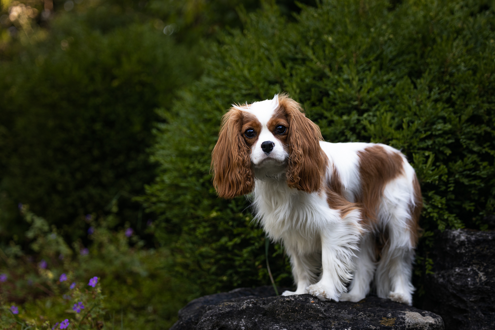 Cavalier dog on a rock