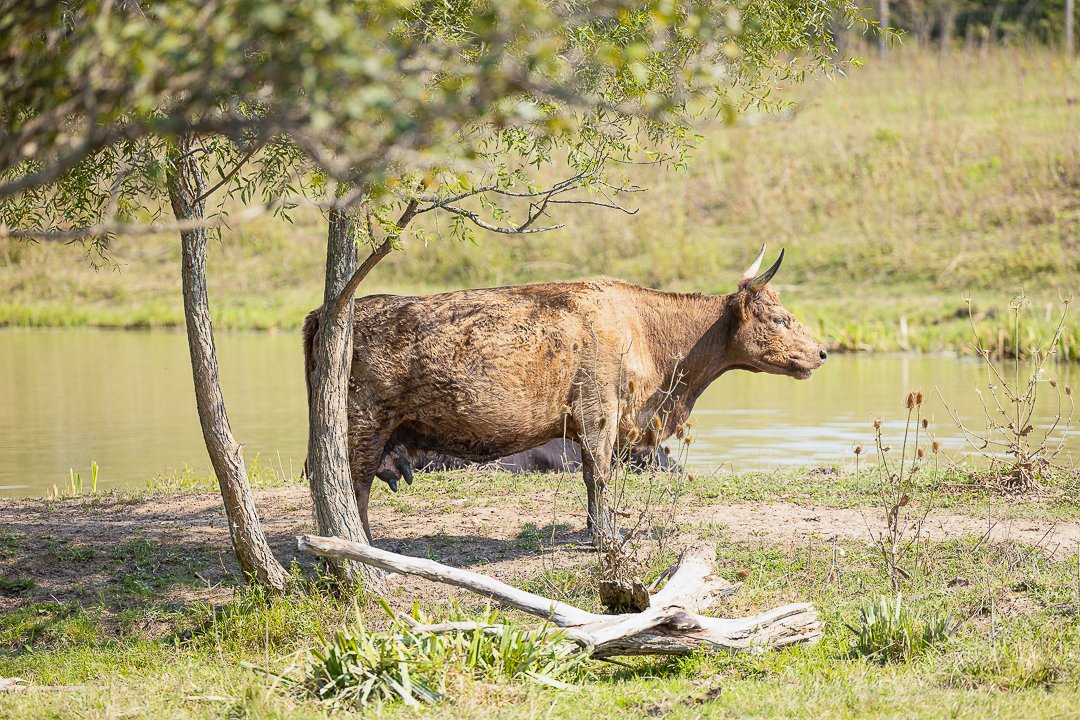 farm photography Norfolk County farm photography Norfolk County highland cow