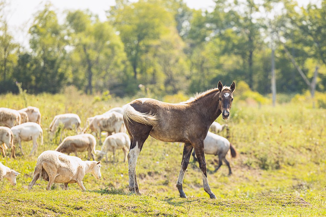Equine photography Norfolk County equine photography in Norfolk County