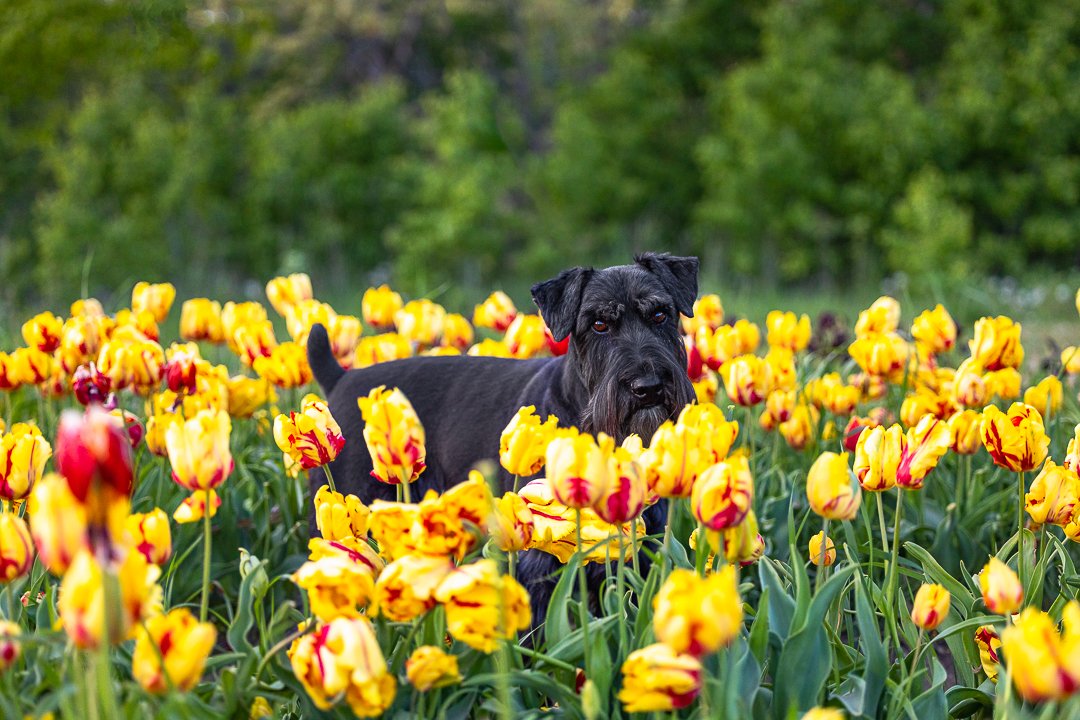 schnauzer at Niagara On The Lake schnauzer in a tulip field in Niagara On The Lake