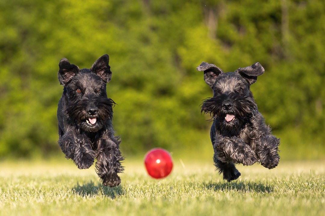 schnauzer playing Bernie Arbour schnauzers chasing a ball dog photography at Bernie Arbour