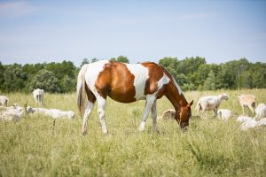 horse among sheep in Norfolk County