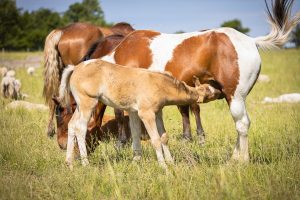 a foul feeding from her mom in Norfolk County Equine Photography