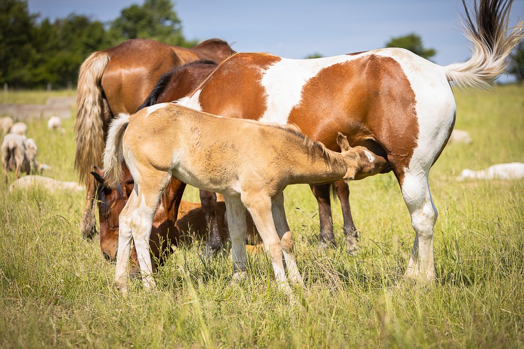horse photography Norfolk County a foul feeding from her mom in Norfolk County Equine Photography