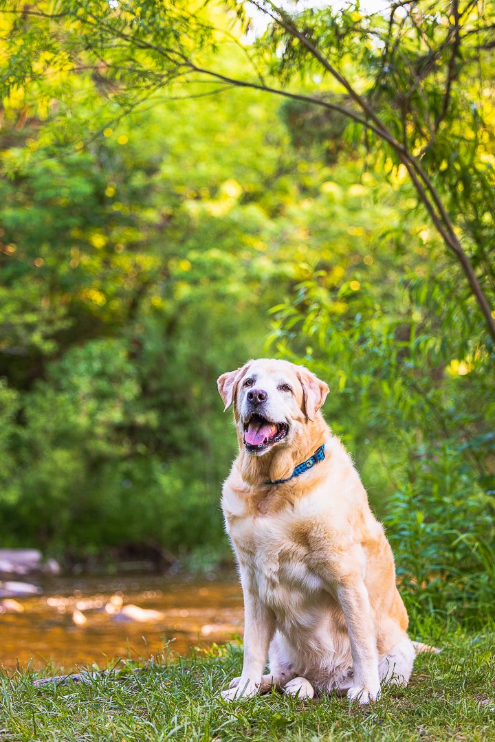 End Of Life Pet Photography Hamilton, Ontario end of life pet photoshoot in Lowville Park, Burlington, Ontario