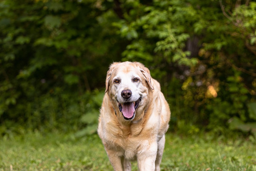Lab in Lowville Park senior lab in Lowville Park