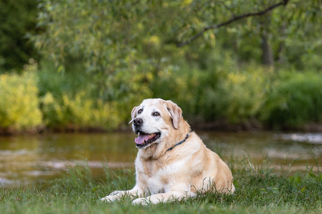 dog laying Lowville Park end of life photoshoot in Lowville Park