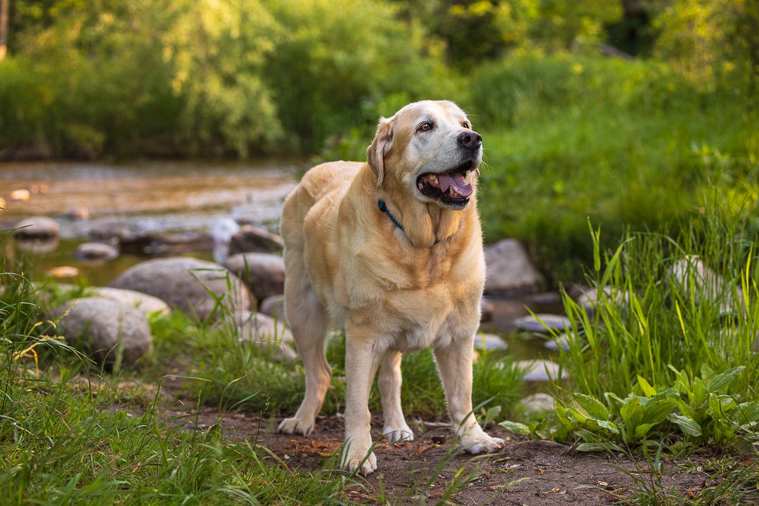 dog photoshoot Lowville Park dog photography in Lowville Park, Burlington Ontario