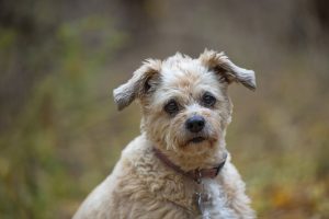 senior dog photoshoot Aurora, Ontario