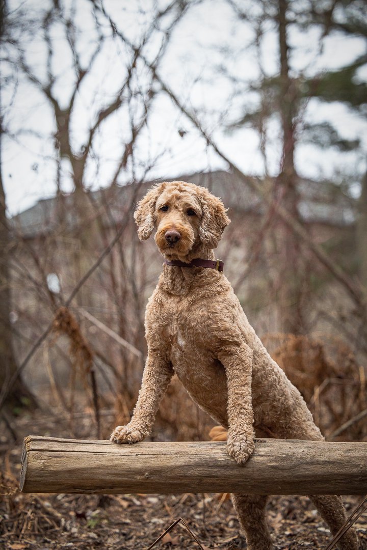 doodle at Paletta Mansion doodle posing on a wood at Paletta Mansion, Burlington, ON