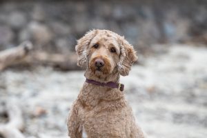 doodle poses at Paletta Mansion, Burlington, ON