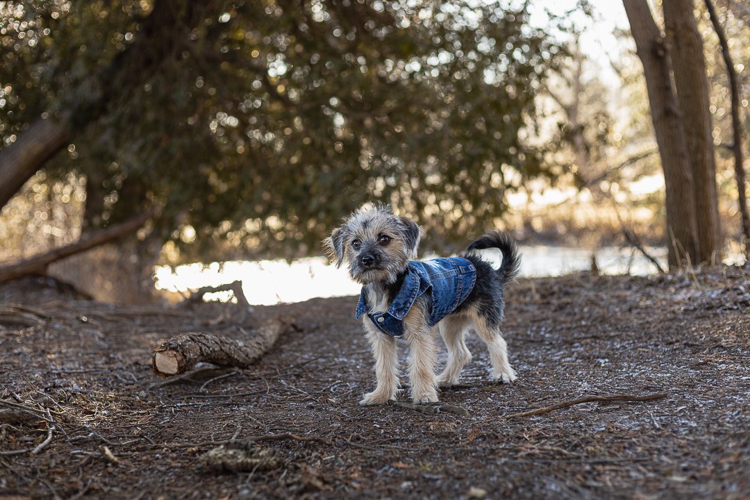 Puppy at Lowville Park puppy photoshoot at Lowville Park Burlington Ontario