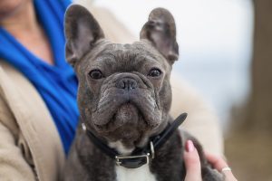 french bulldog at Dundurn Castle