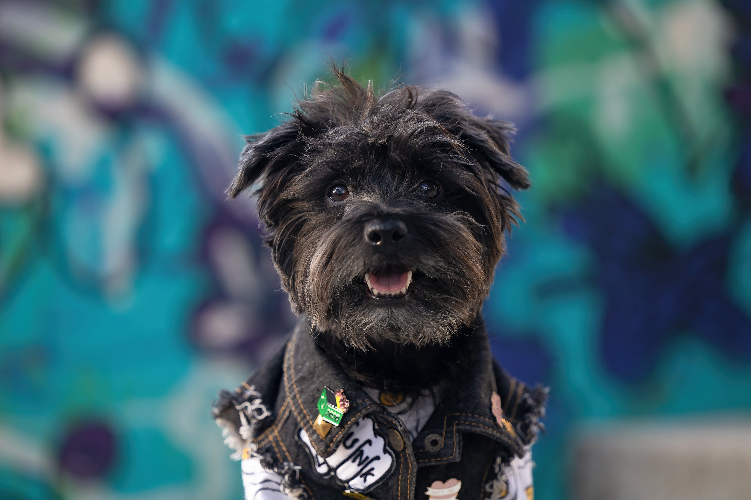 schnauzer in Toronto black schnauzer poses in front of a graffiti wall in Toronto