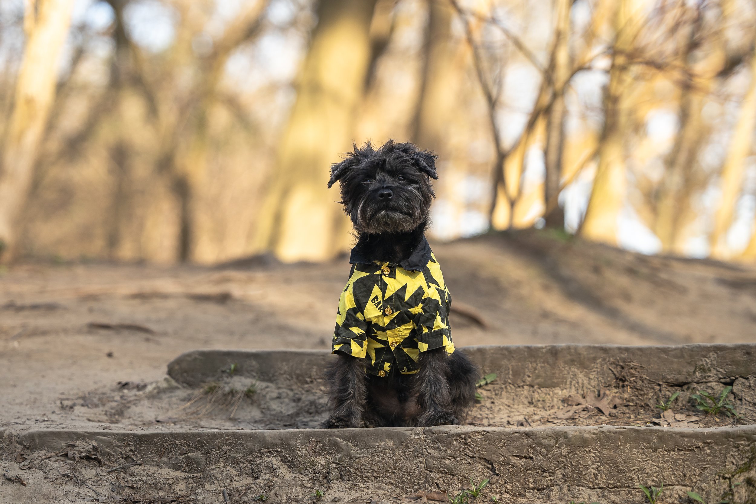 Schnauzer in Toronto, ON Bacon, pet influencer in High Park, Toronto, ON
