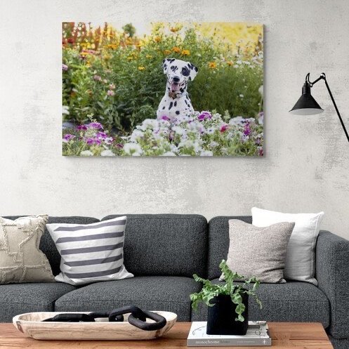 Dalmatian dog in a artwork artwork Floatmount from Canovas Photography