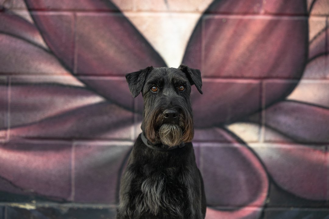 Schnauzer Collective Arts Brewery schnauzer at Collective Arts Brewery