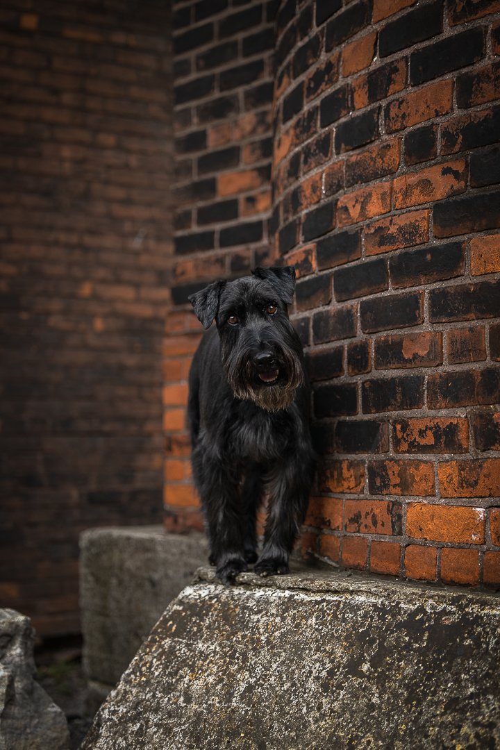 schnauzer Cotton Factory schnauzer at Cotton Factory Hamilton, ON