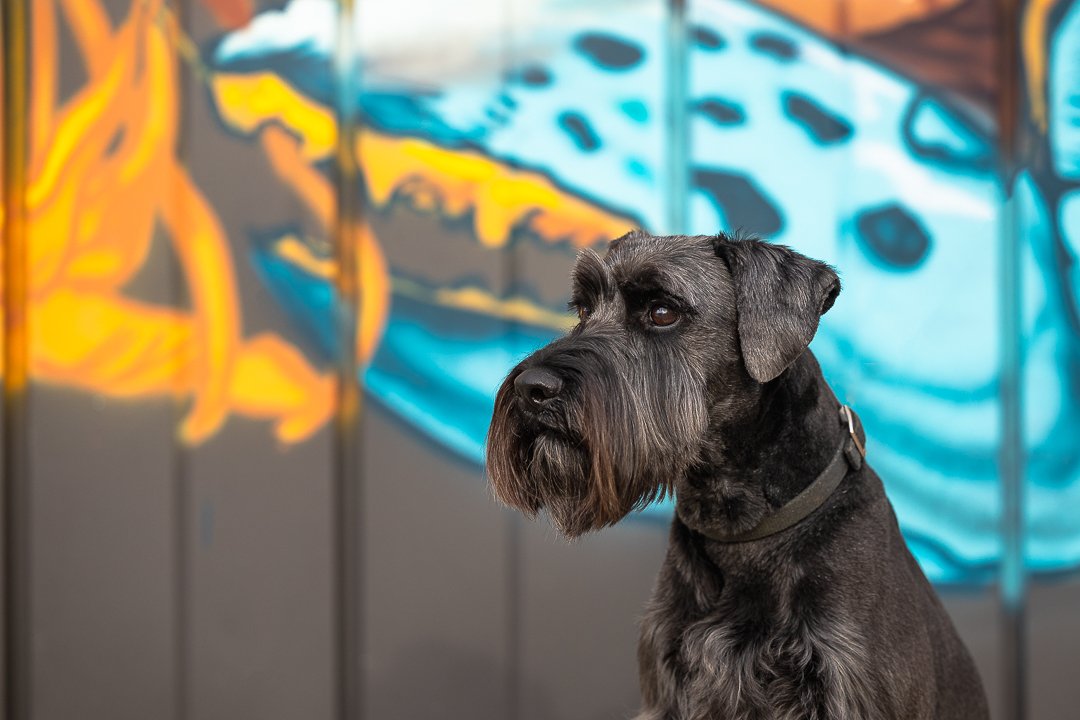 black standard schnauzer at Collective Arts Brewery black standard schnauzer at Collective Arts Brewery