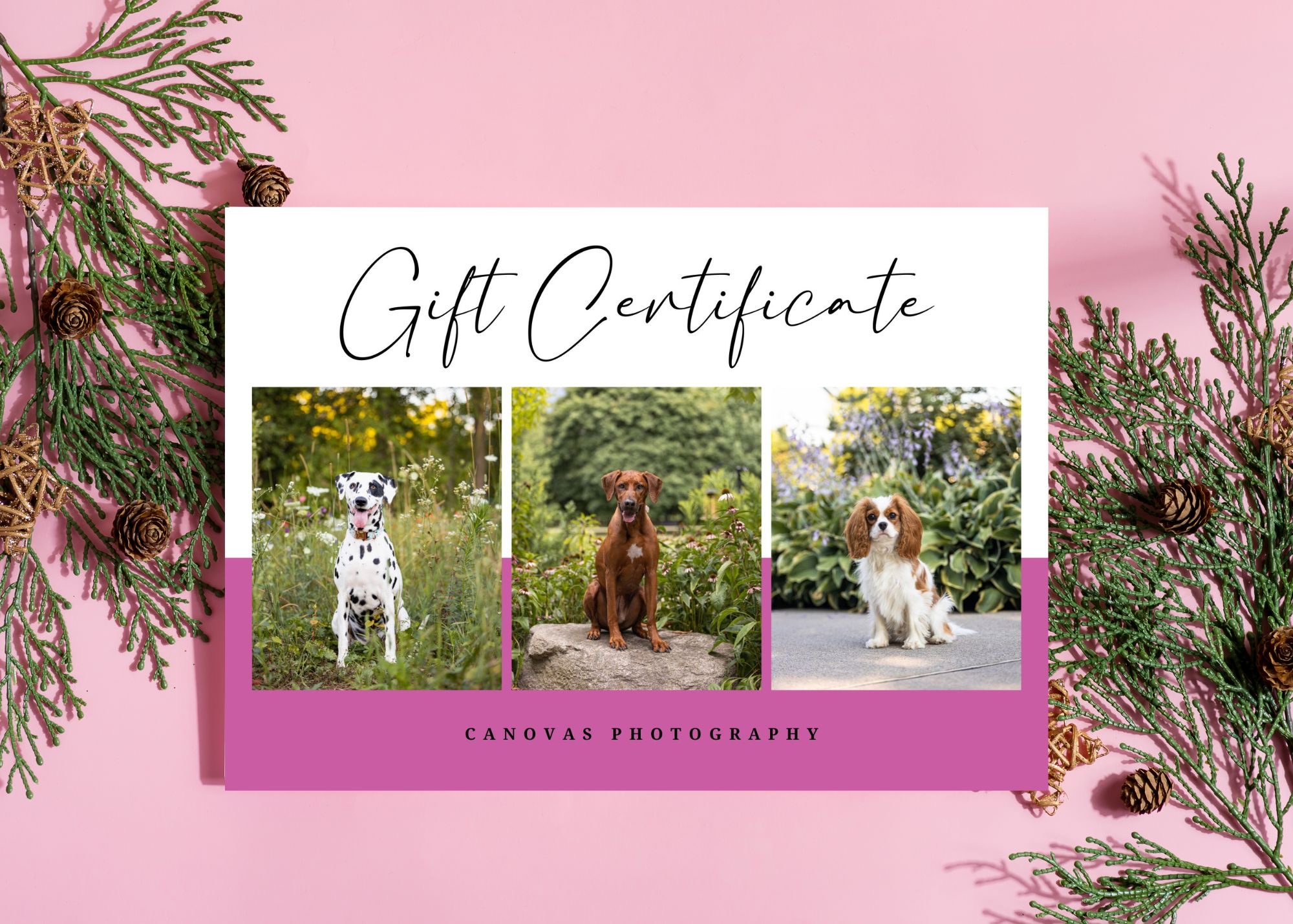 Gift Certificate Canovas Photography Gift Certificate