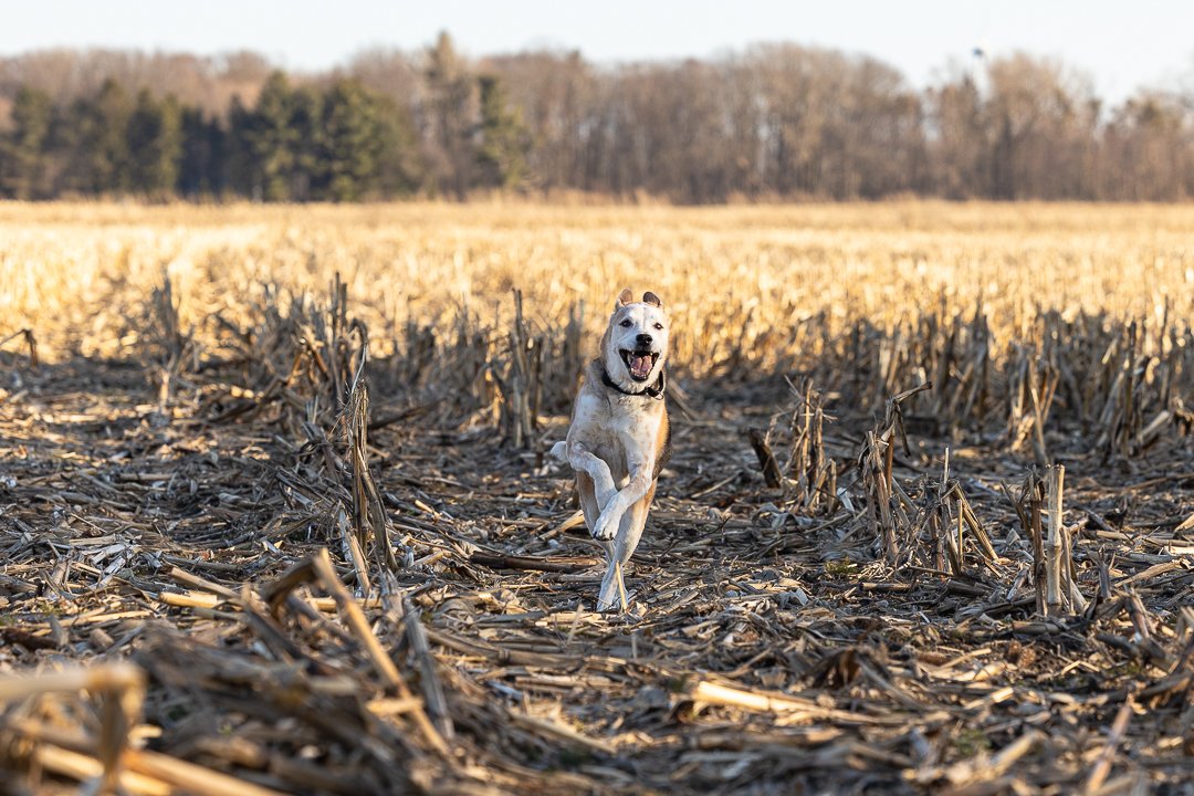 End of life pet photography Norfolk County action shot of a dog in Norfolk County