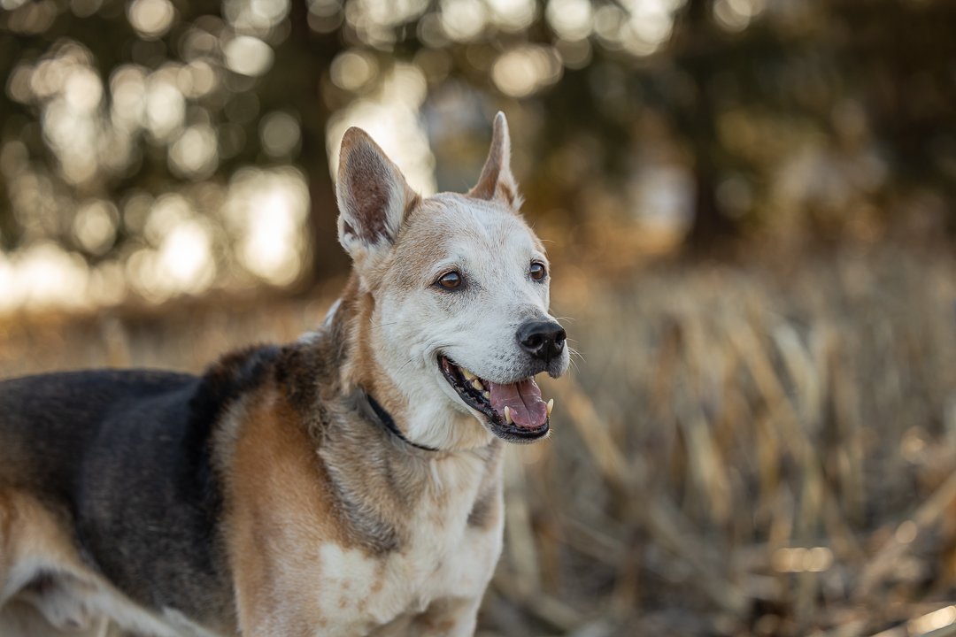 pet photoshoot Norfolk County end of life pet photography in Norfolk County