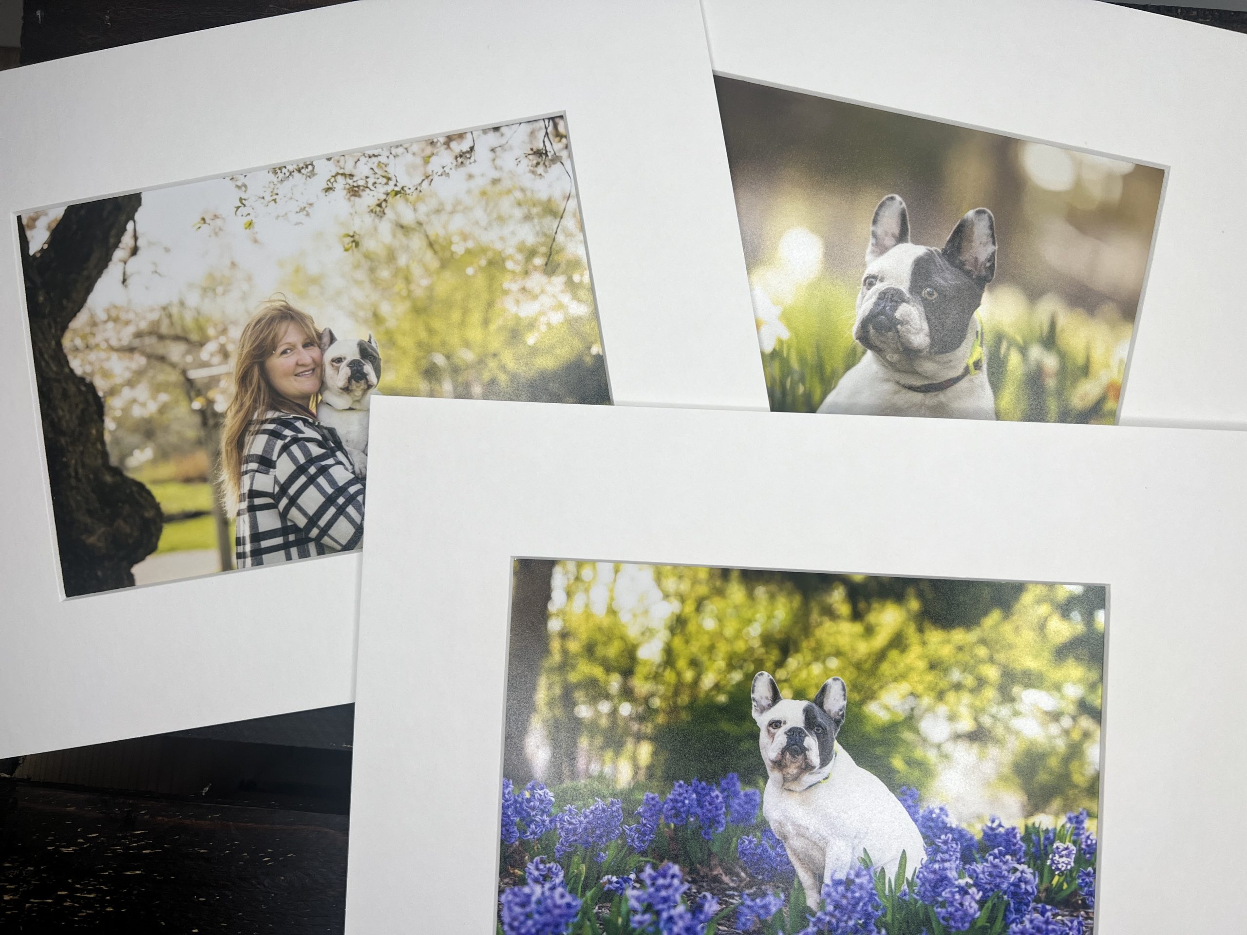 matted prints matted prints of dog photography Canovas Photography