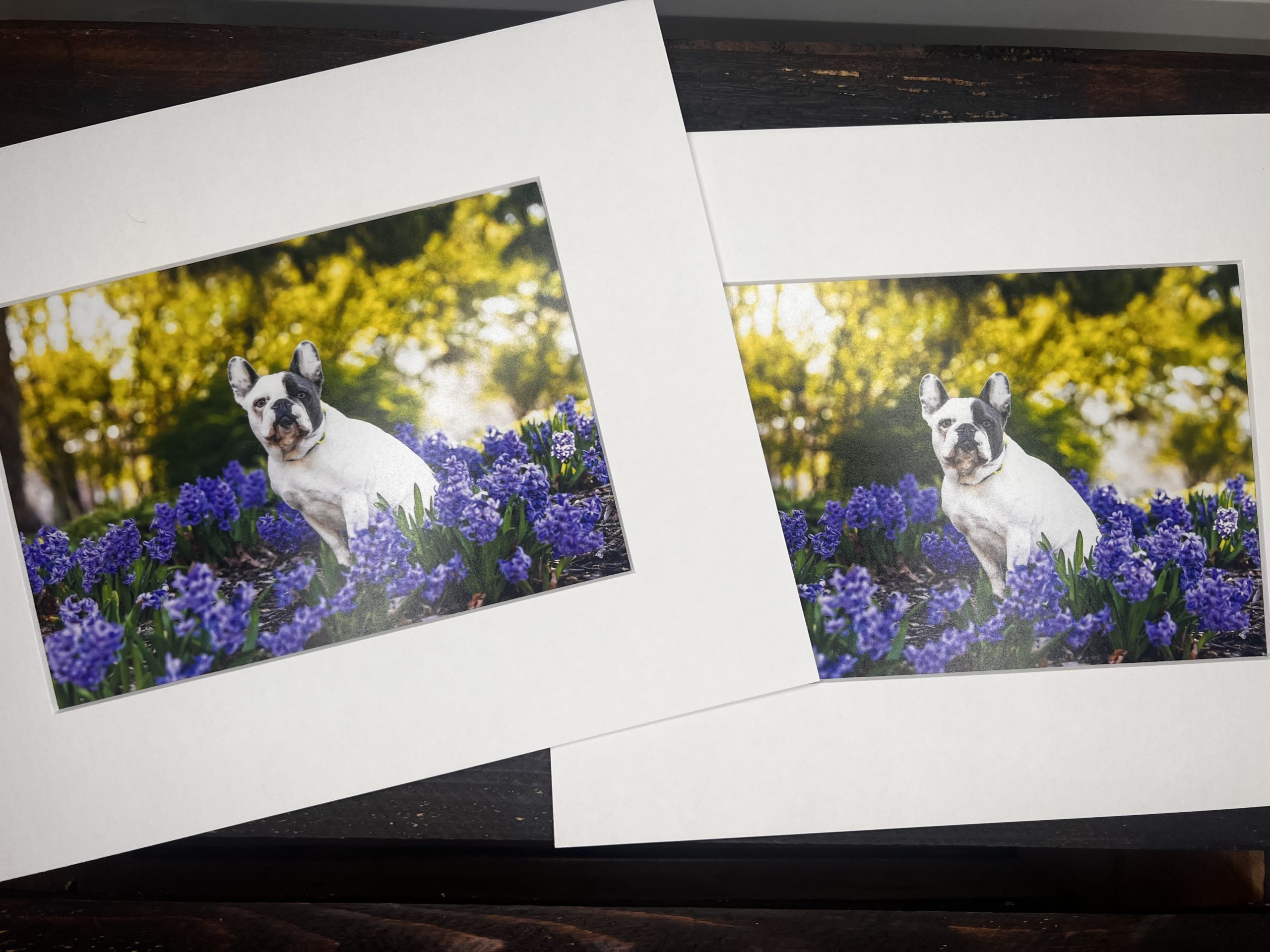 matted prints matted prints from Canovas Photography