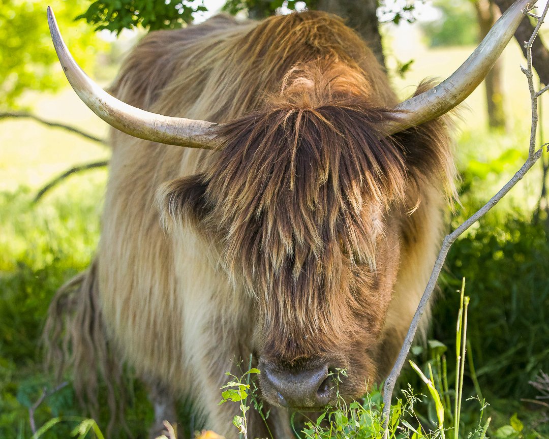 Highland cow Norfolk County highland cow photography in Norfolk County