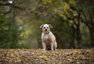 dogs sits at a hiking train in Aurora