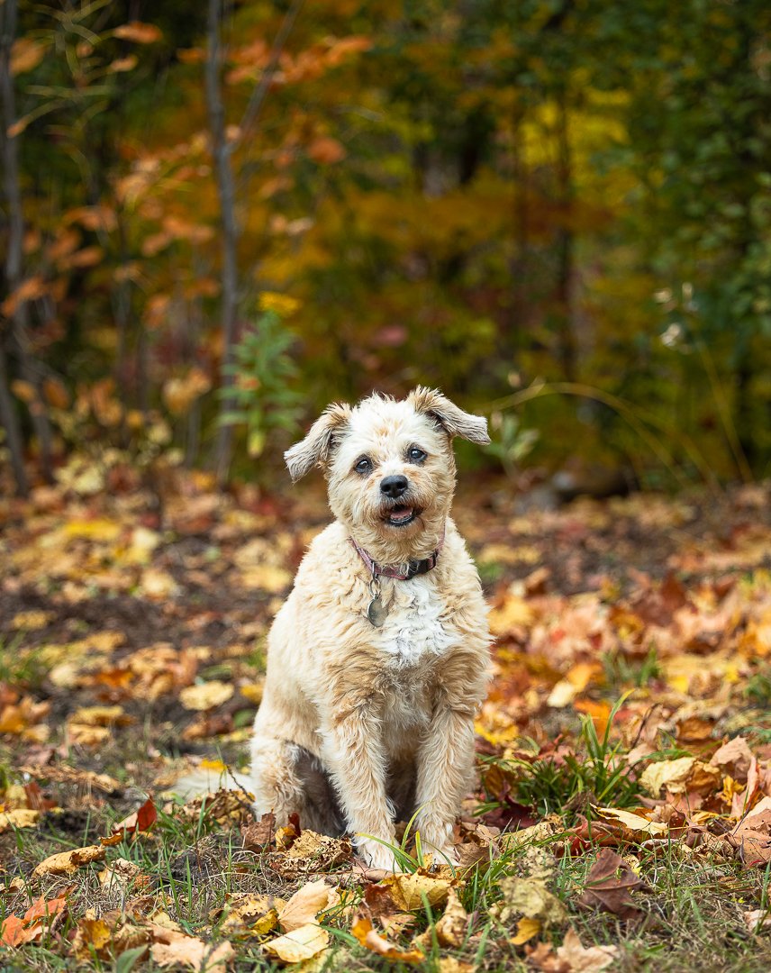dog Aurora, Ontario dog posing in Aurora, Ontario Park