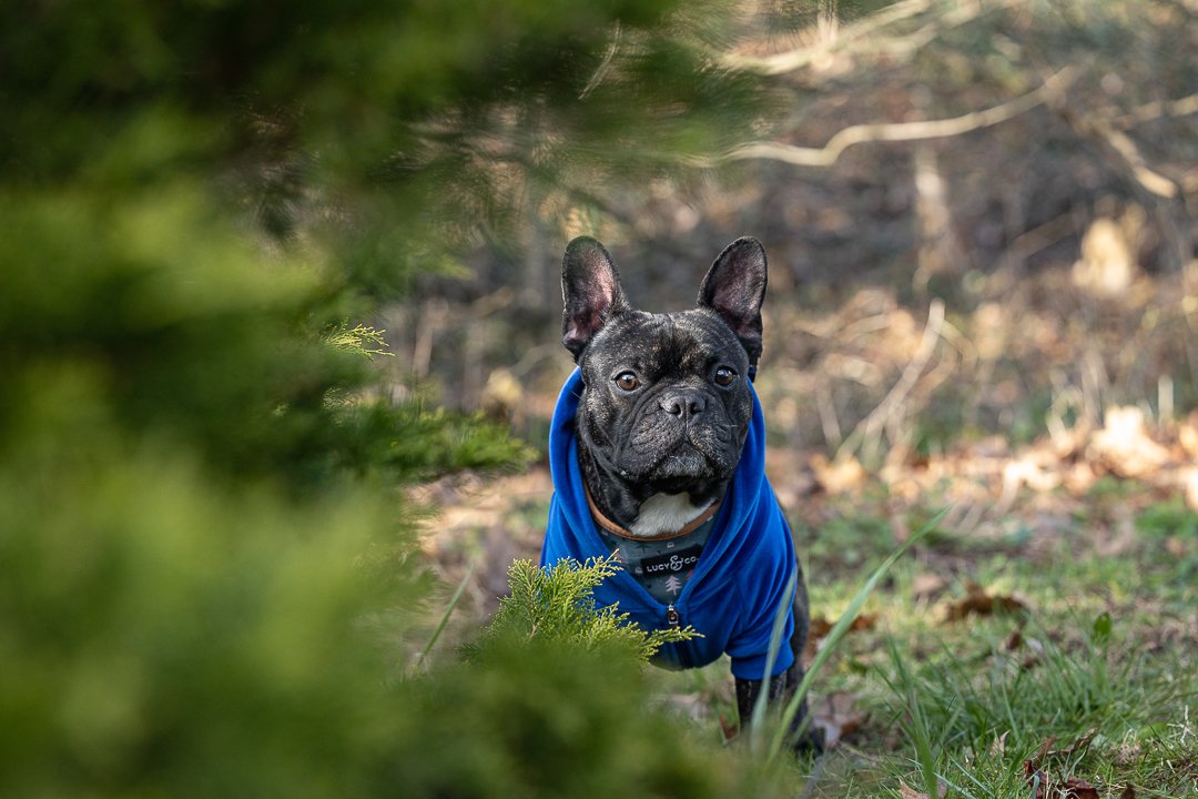 French bulldog at Gairloch Gardens french bulldog at Gairloch Gardens