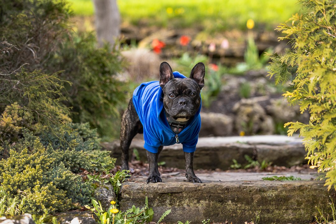 french bulldog at Gairloch Gardens