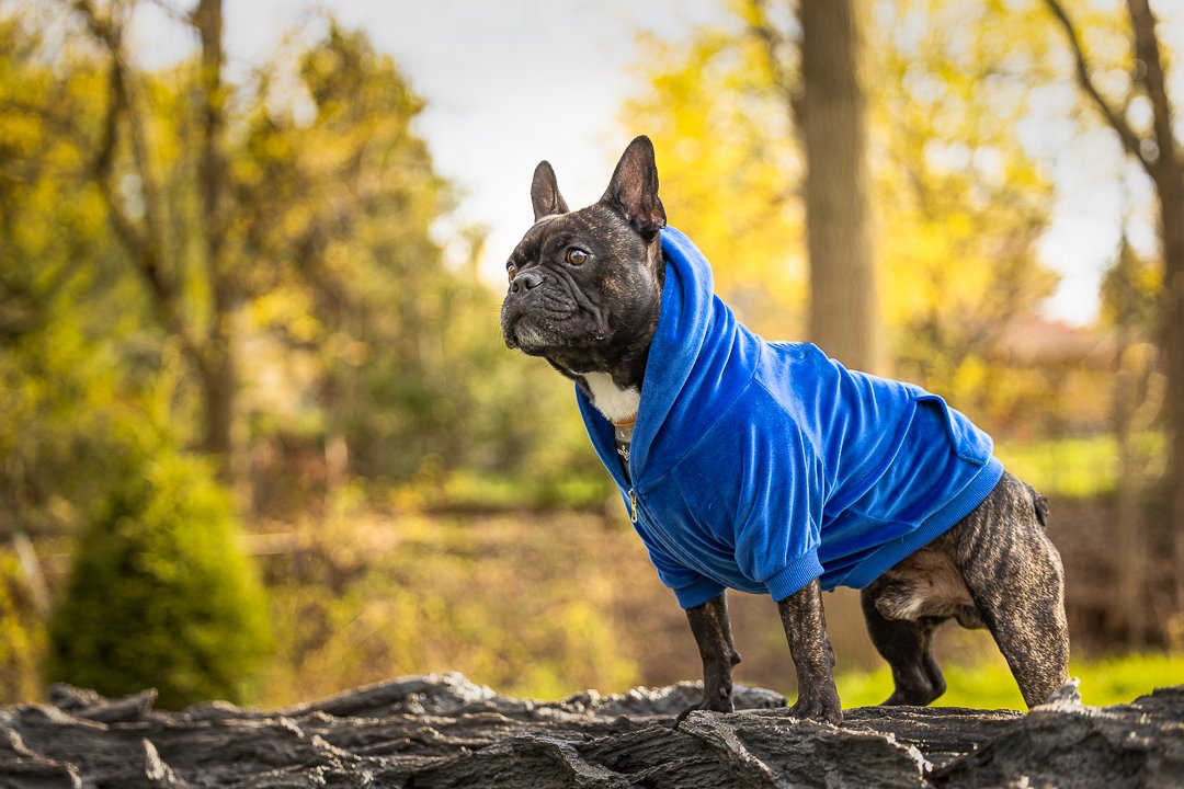 French Bulldog In Gairloch Gardens french bulldog looks over a rock on Gairloch Gardens in Oakville, ON