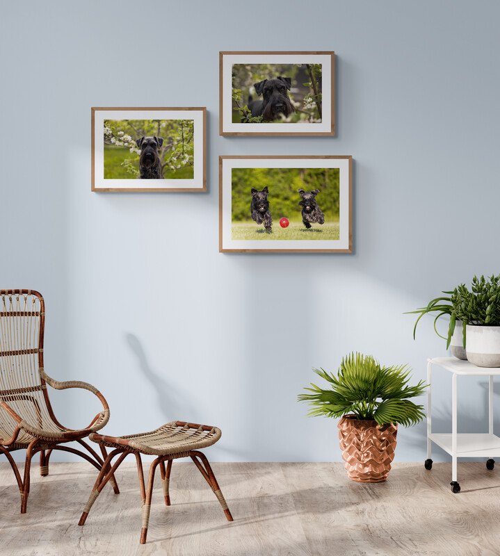 schnauzer photography in Hamilton Ontario dogs artwork from Canovas Photography