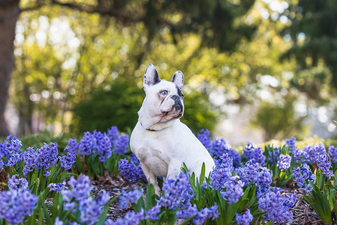 french bulldog at Gage Park french bulldog among tulips at Gage Park