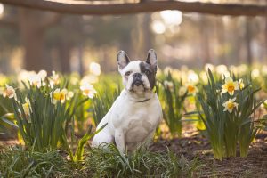 french bulldog posing with tulips at Gage Park in Hamilton, ON