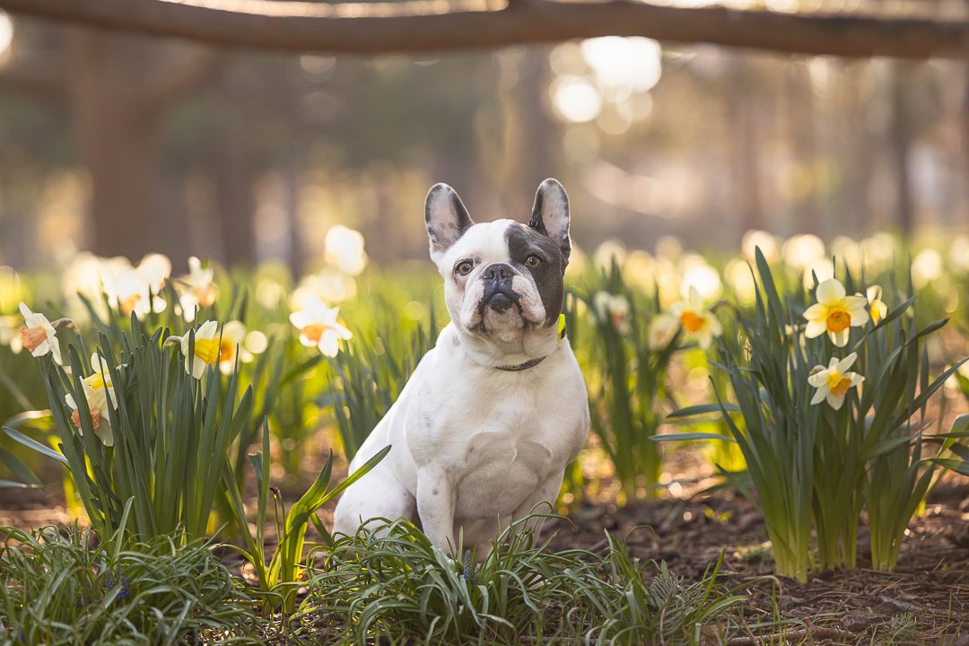French Bulldog at Gage Park french bulldog posing with tulips at Gage Park in Hamilton, ON