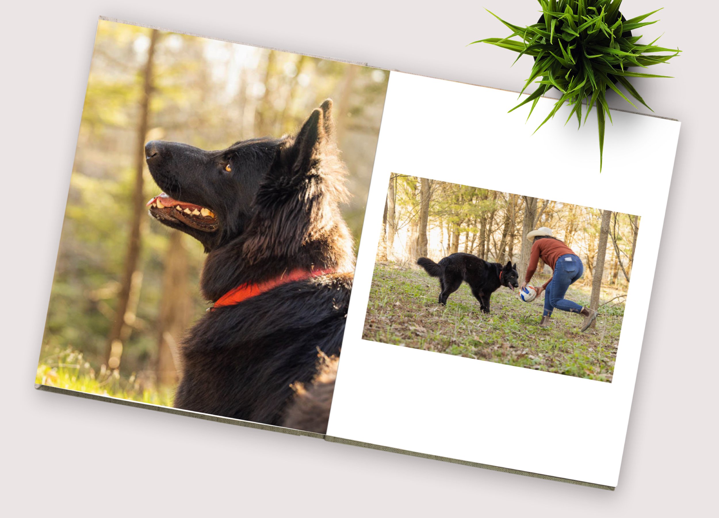 photo album dog photo album