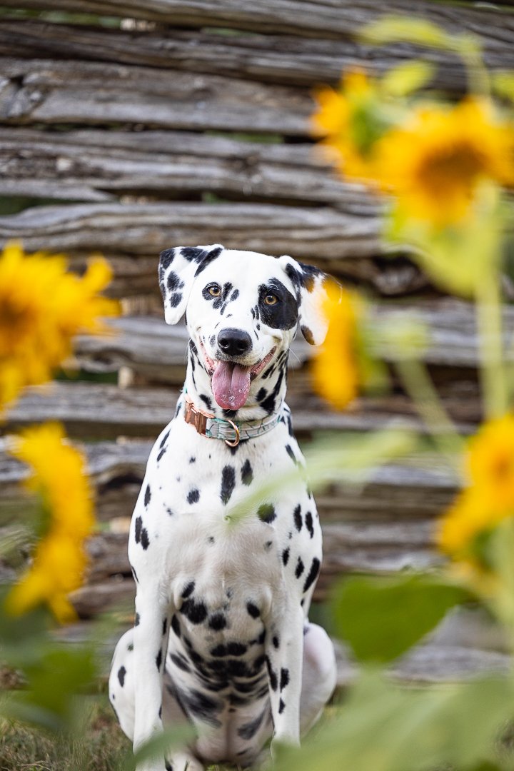 Dalmatian All Who Wander Flower Farm Dalmatian with the sunflowers in All Who Wander Flower Farm