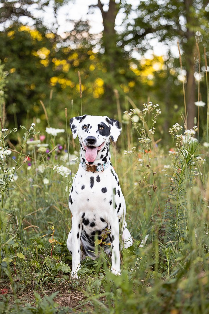 Dalmatian All Who Wander Flower Farm Dalmatian posing at All Who Wander Flower Farm