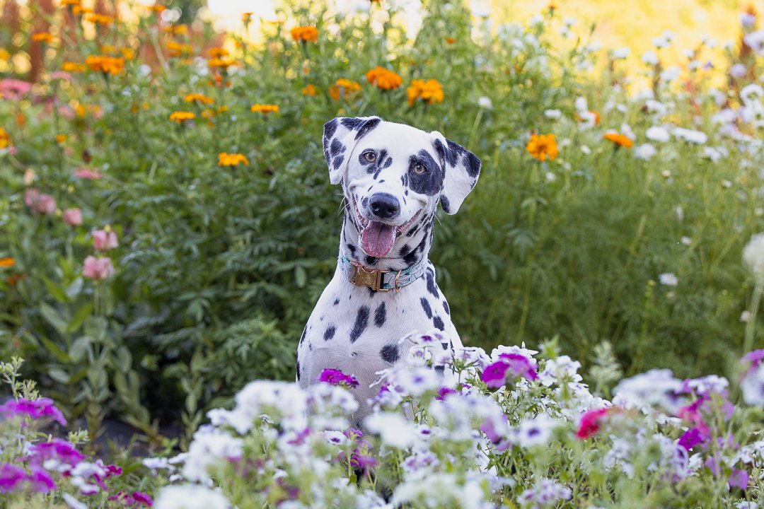 Dalmatian All Who Wander Flower Farm Dalmatian posing for the camera in the flower field in Dundas, Ontario