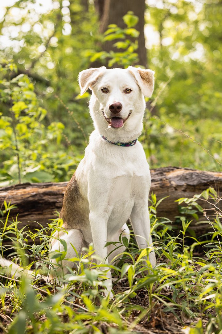 dog Bernie Arbour rescue dog at Bernie Arbour in Hamilton ON
